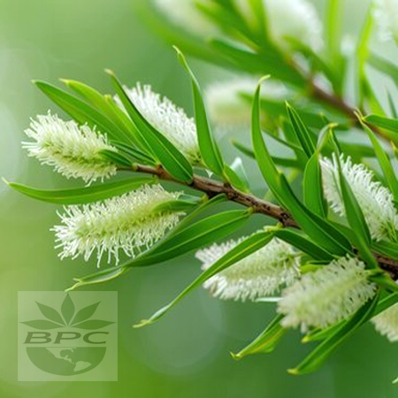 Tea tree Essential Oil